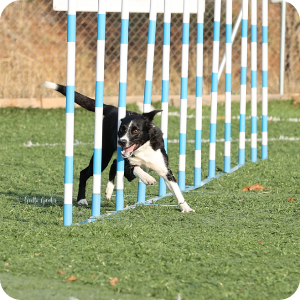 1727716511596 border collie