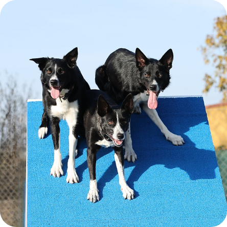 1737897591003 Perros Border Collie