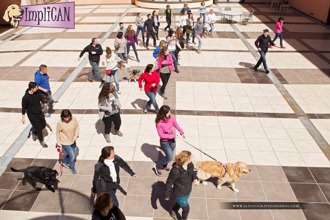 Adiestramiento Grupo de personas educando a sus perros