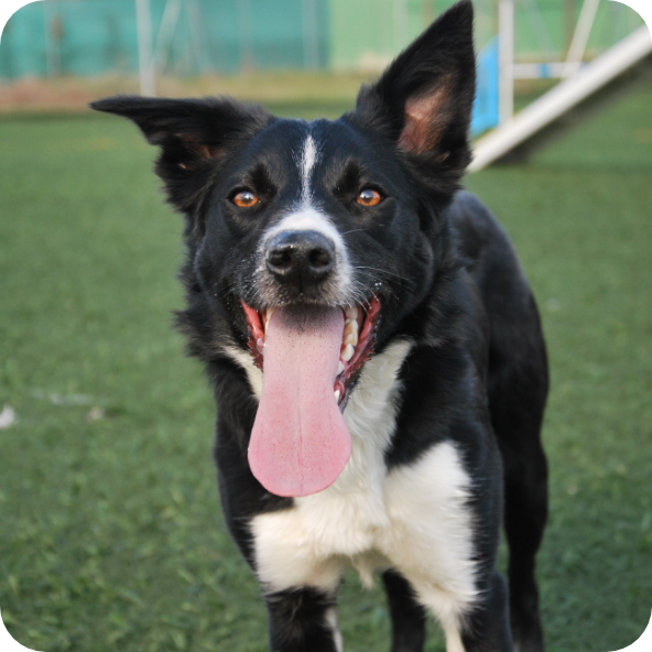 DSC_0062 border collie