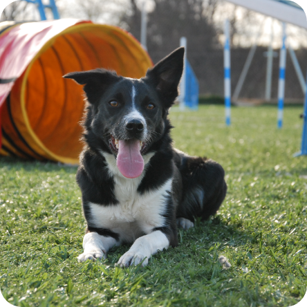 DSC_0065 Border Collie