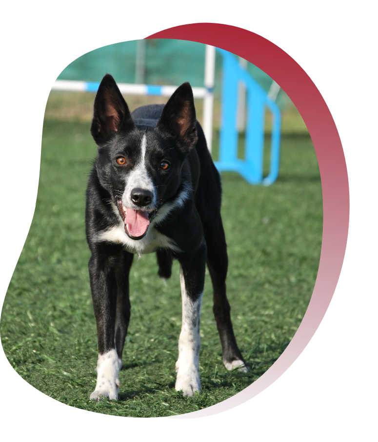 Grupo 30 Border Collie