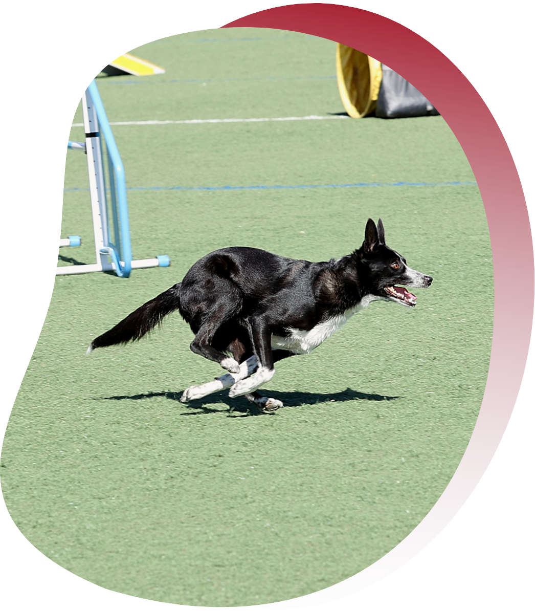 Idril Border Collie Idril corriendo en competencia