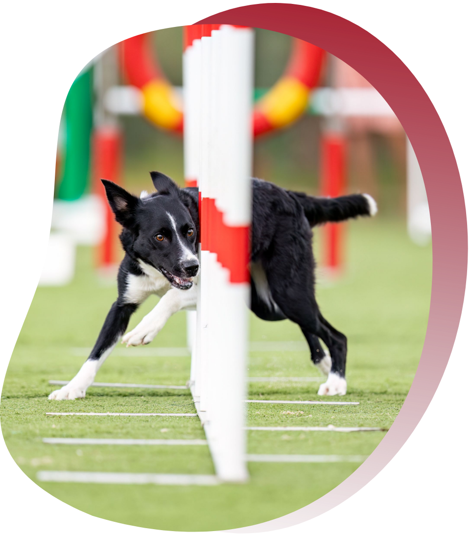 Penny Border Collie Penny en competencia