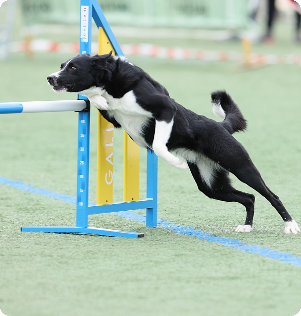 perro agility